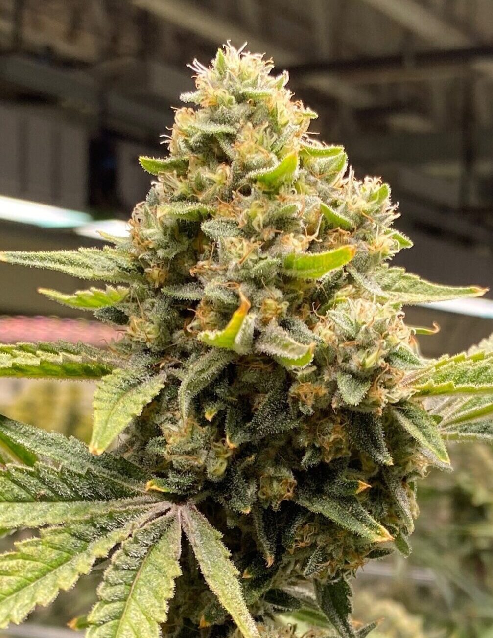 Lemon-Diesel